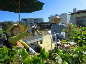 191102_「屋上庭園　芋ほり＆焼芋」（チャームスイート緑地公園）